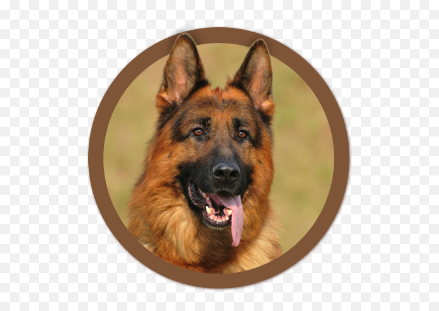 German Shepherd Breeders Ontario Puppies For Sale Png