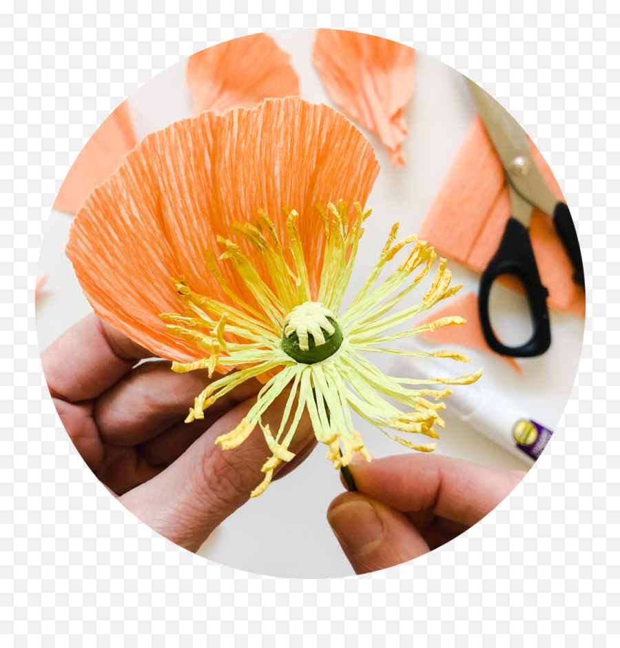 Private Instruction For Paper Flower - Water Lily Png,Paper Flower Png