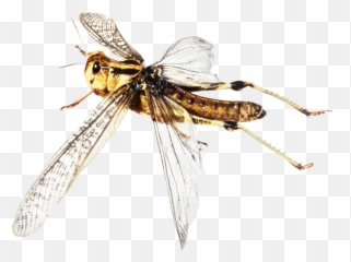 Flying Bug - Insect With Two Sets Of Wings Png,Transparent Bug