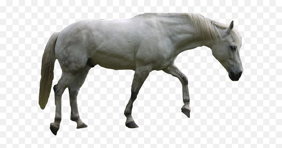 White Horse Transparent Png Mustang