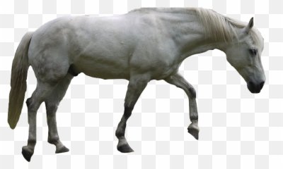 White Horse Transparent Png