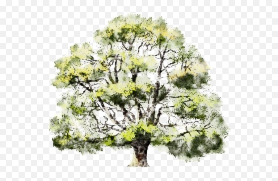Read It - Watercolor Tree Drawing Png Full Size Png Watercolor Architecture Trees Png,Watercolor Tree Png