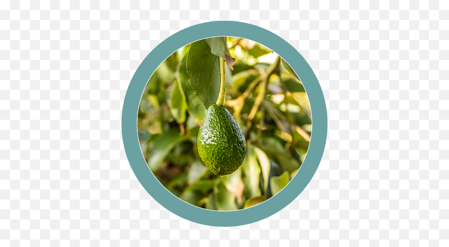 Ripe Horticulture - Hass Avocado Png,Avocado Png