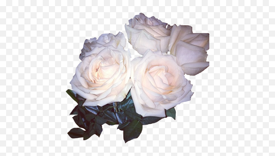Download Rose Whiterose Flower Sticker - White Rose Png Aesthetic,White Rose Transparent
