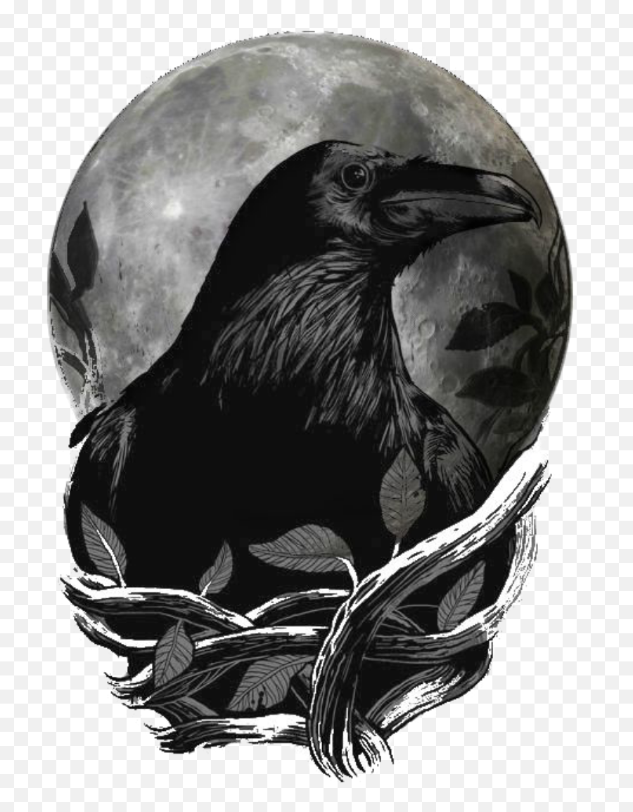 Raven Art Tattoo Crows Drawing - Raven Art Png,Ravens Png