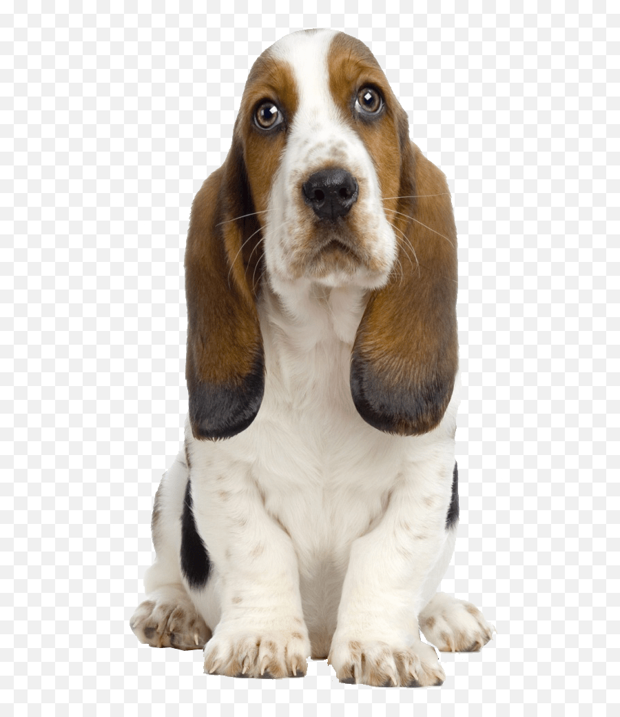 Dog Transparent Png - Hush Puppies Dog Name,Courage The Cowardly Dog Png