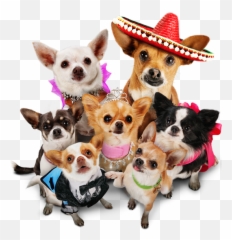 Papi Takes You - Chihuahua De Beverly Hills 3 Png,Chihuahua Png