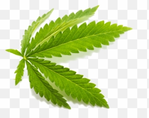 Cbd Leaf Vector - Cbd Leave Png,Hemp Leaf Png