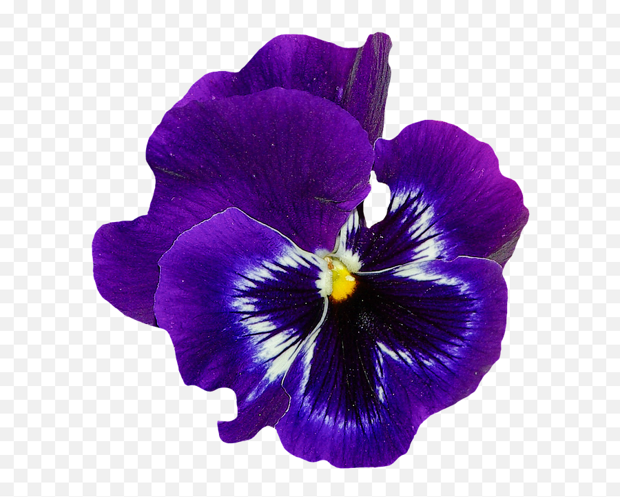 Violet Flower Transparent U0026 Png Clipart Free Download - Ywd Blue Violet Flower Png,Purple Flowers Png