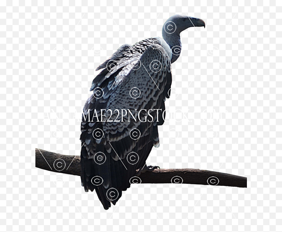 Vulture - Condor Png,Vulture Transparent
