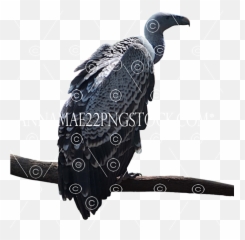 Vulture - Condor Png,Vulture Transparent