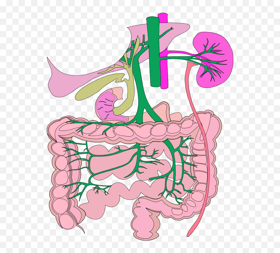 Digestive System Png Clipart - Digestive,Digestive System Png