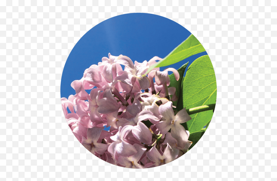 Lilac Blossoms Essential Oil - Common Lilac Png,Lavendar Bush Icon