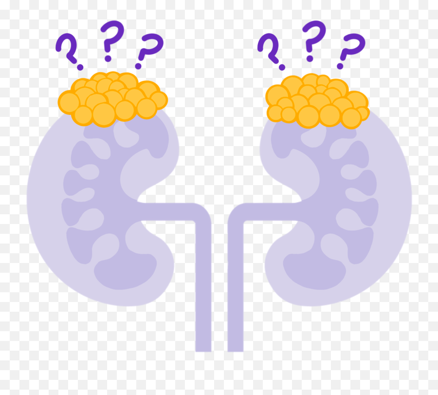 Congenital Adrenal Hyperplasia Causes Diagnosis U0026 Prognosis - Art Png,Rare Disease Icon