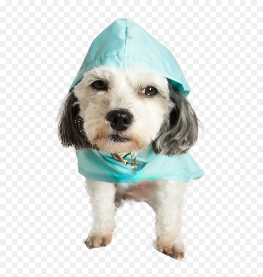 Funny Dogs Png Picture - Transparent Dog Poncho Png,Funny Dog Png