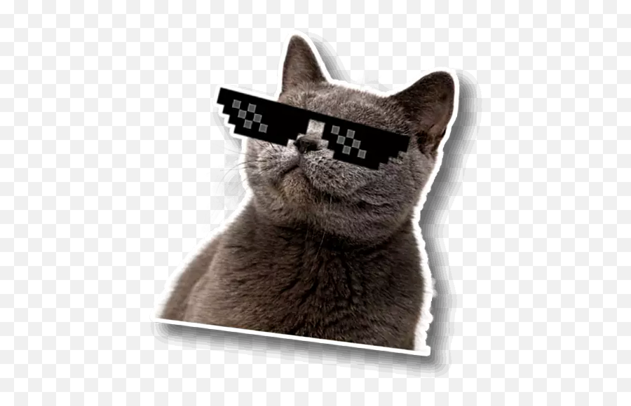 Wastickerapps Cat Memes - Meme Stickers Whatsapp Gatti Png,Cat Meme Icon
