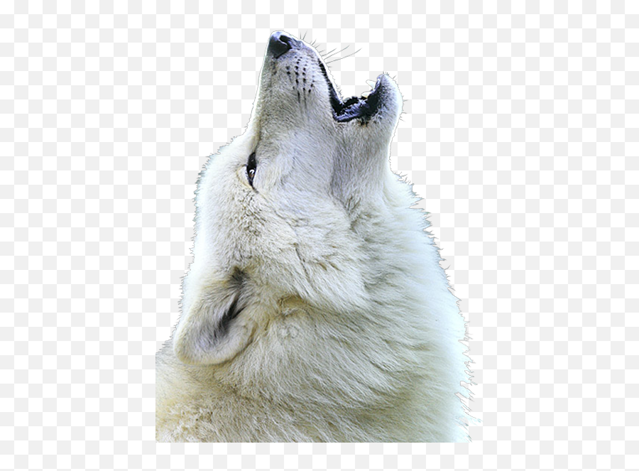 Wolf Face Png - White Wolf Howling,Wolf Face Png