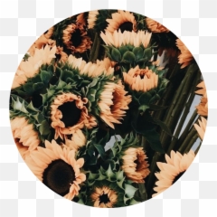 Tumblr Aesthetic Flowers Rose - png
