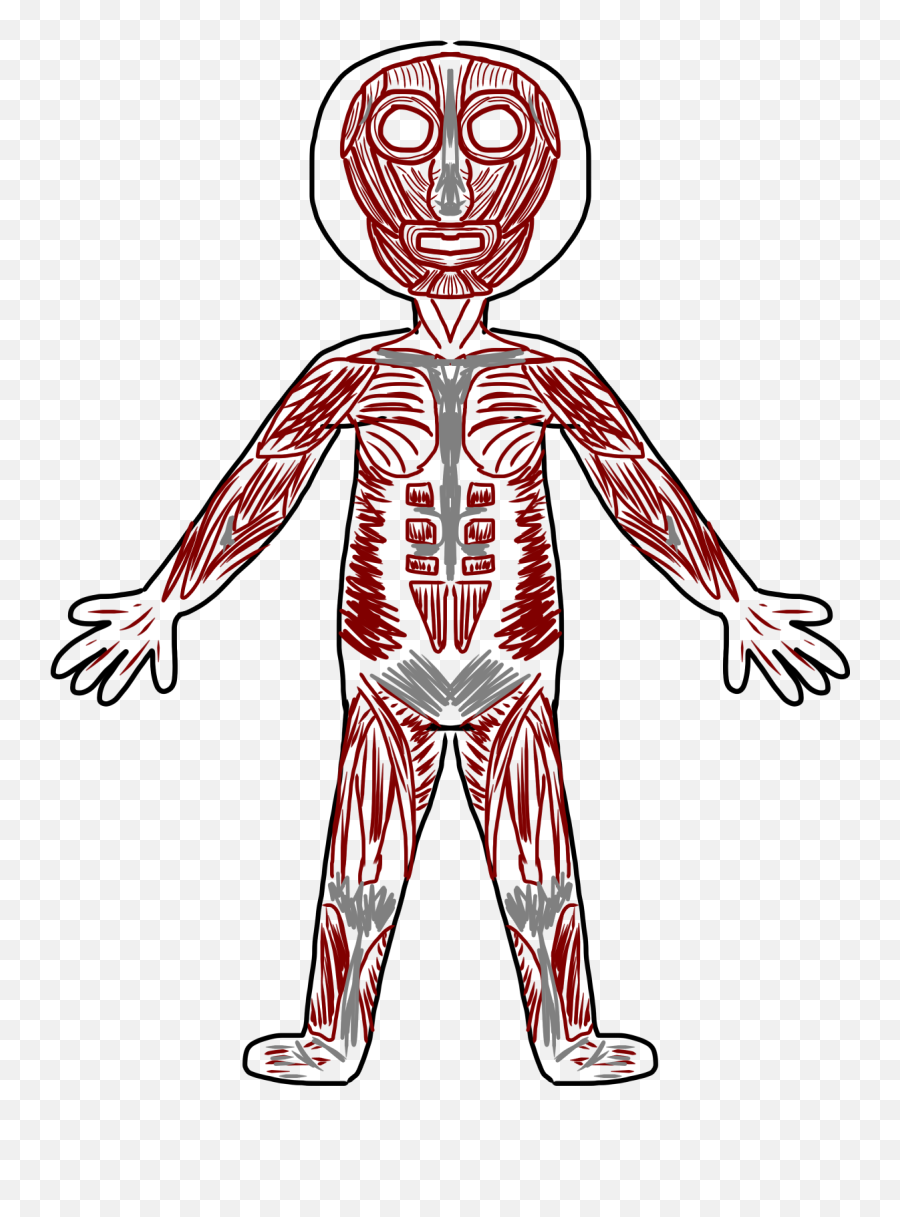 Download Skeletal Muscle Clip Art - Clipart Of Muscular System Png,Muscles Png