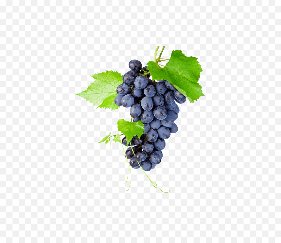 Download Black Grapes Png High - Quality Image Grapes On Png Transparent Background Grapes Png,Grapes Png