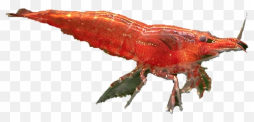 Cherry Shrimp Png Transparent Image - Red Cherry Shrimp Png,Shrimp Png