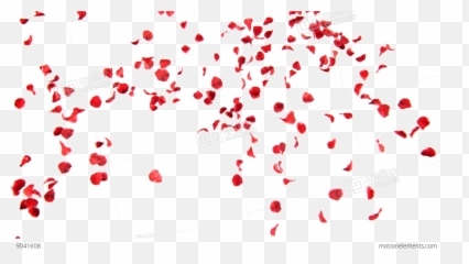 Falling Rose Petals Transparent Images Png Illustration