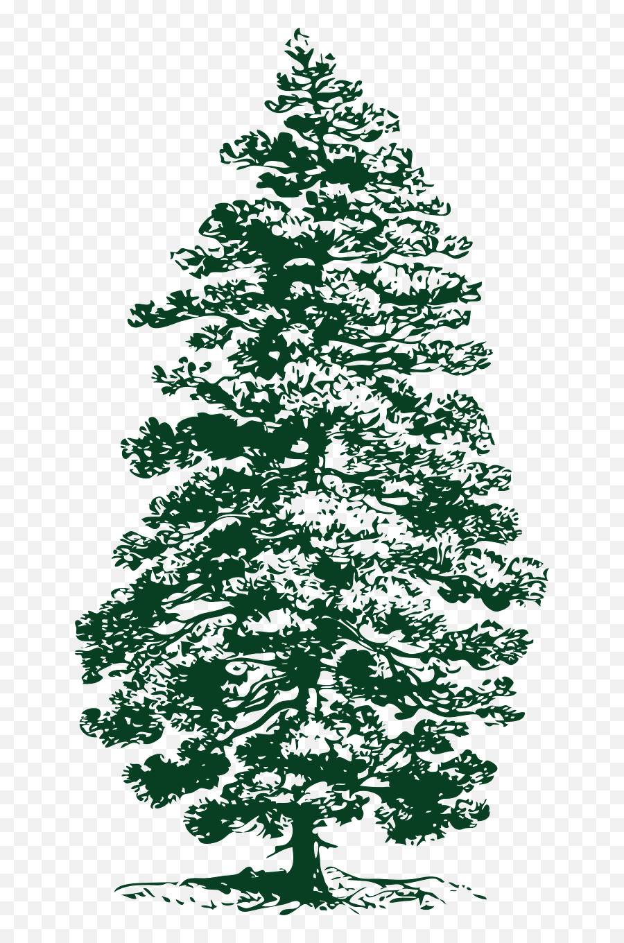 Fir Png And Vectors For Free Download - Dlpngcom Pine Tree Clip Art,Evergreen Tree Png