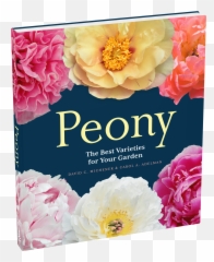 Peony - Coral Sunset Peony Png,Peonies Png