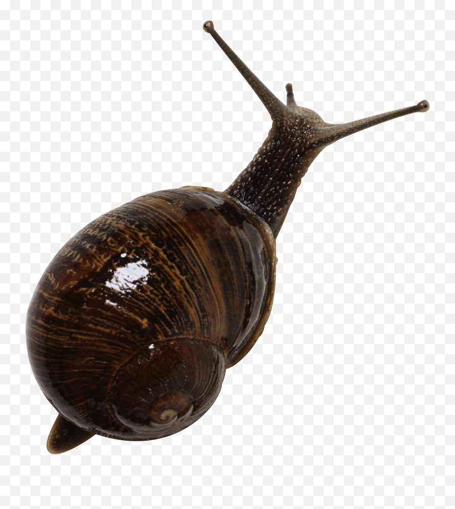 Snail Png - Snail Top Png,Snail Png