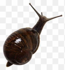 Snail Png - Snail Top Png,Snail Png