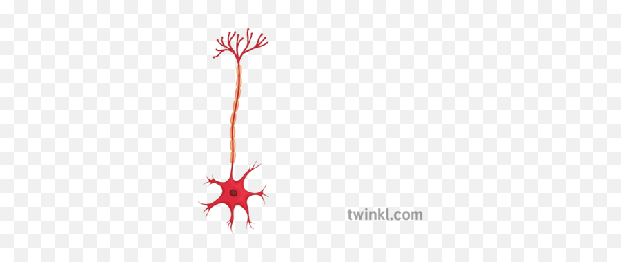 Motor Neuron 2 Illustration - Child Sighing Png,Neuron Png