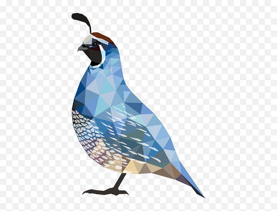 Quail Png