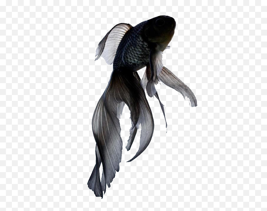 Rybka Png Betta Fish