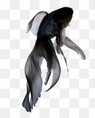 Rybka Png Betta Fish