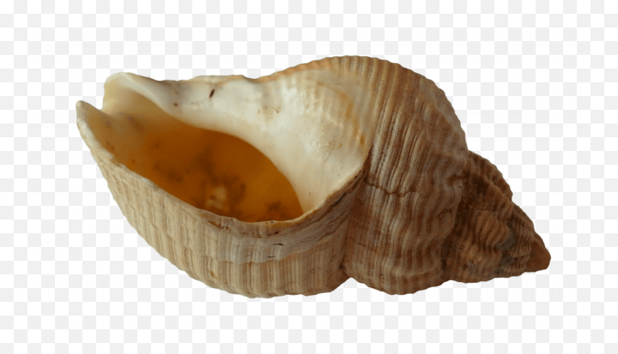 Is It Safe To Smoke Out Of A Seashell - Beach Ocean Sea Shells Png,Seashell Transparent