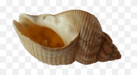 Is It Safe To Smoke Out Of A Seashell - Beach Ocean Sea Shells Png,Seashell Transparent