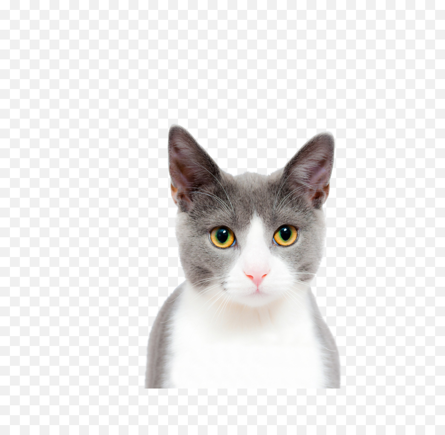 Cat Face Closeup Png Download - Cat Face Transparent Background,Cat Face Png