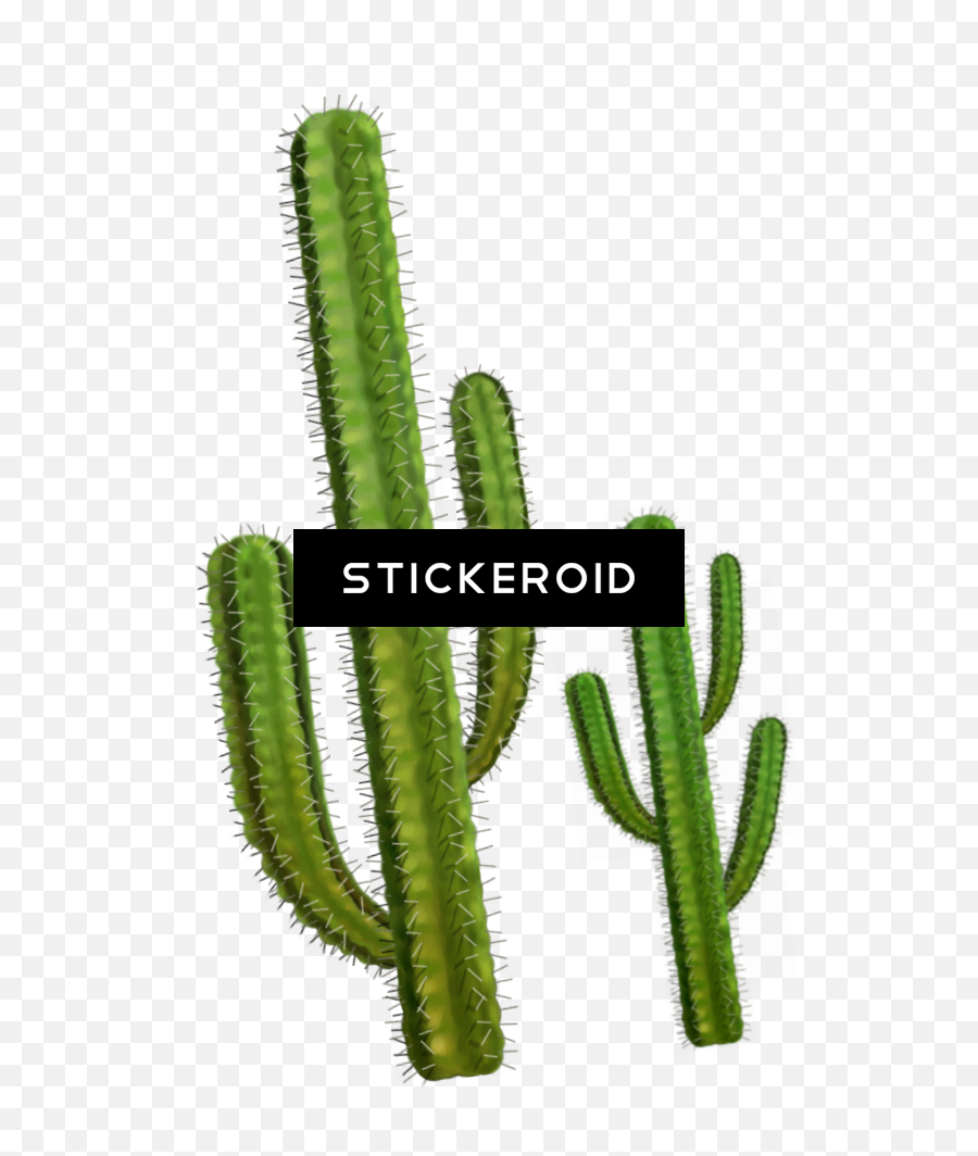 Cactus Png - Cactus,Cactus Transparent