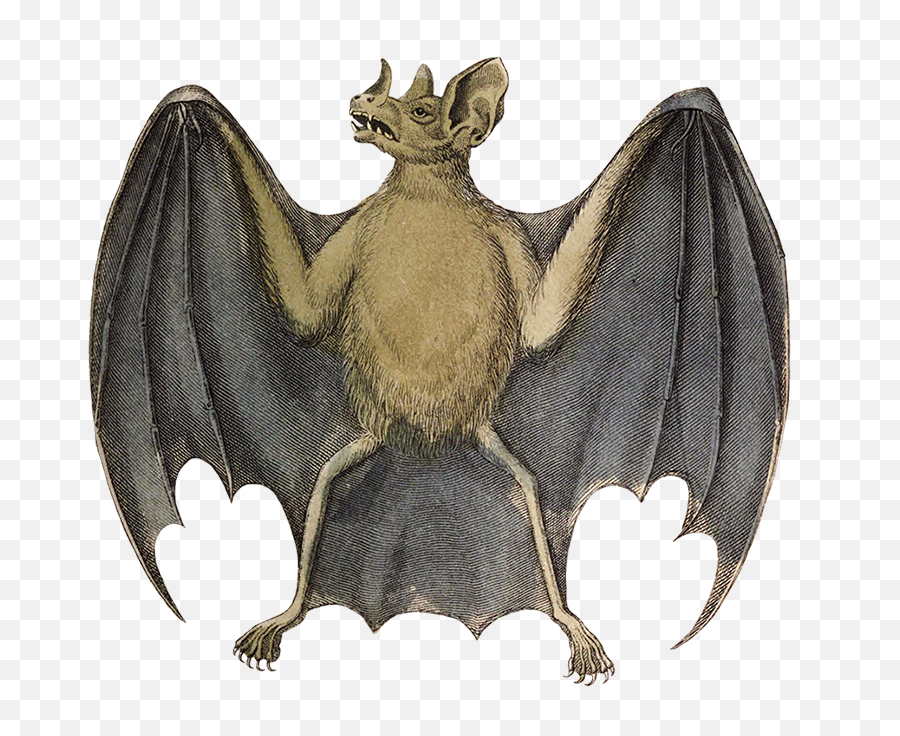 Bat Clipart - Old Vampire Bat Drawing Png,Bat Wing Png