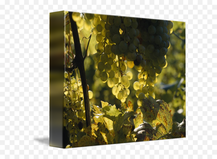 Bunches Of Grapes Hanging - Diamond Png,Hanging Vines Png
