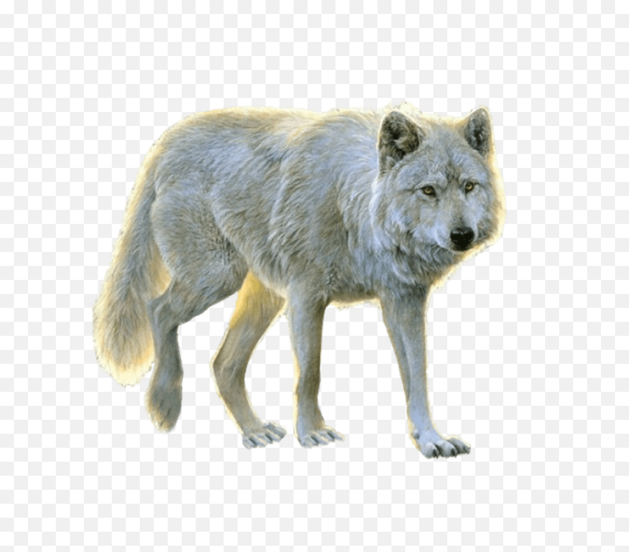 White Wolf Png Images Transparent - Animals Png For Photoshop,Transparent Animals