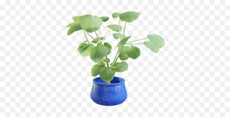 Blenderkit Plant Model Ivy Particle Preset Green By Vilém Duha - For Indoor Png,Hanging Ivy Png