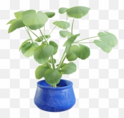 Blenderkit Plant Model Ivy Particle Preset Green By Vilém Duha - For Indoor png