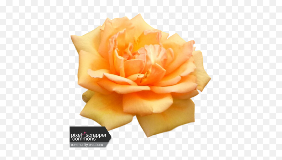 Peach Spring Rose Graphic By Nichole Kidd Pixel Scrapper - Fresh Png,Spring Flower Png