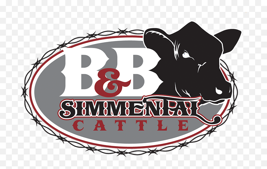 B U0026 Simmental Cattle Bulls For Sale - Simmental Cow Clipart Png,King Ranch Logos