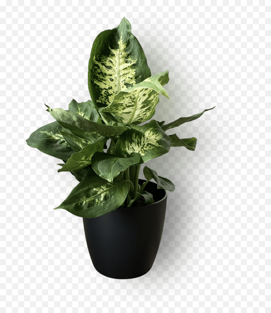 Dieffenbachia U0027compactau0027 - For Indoor Png,Leafy Icon
