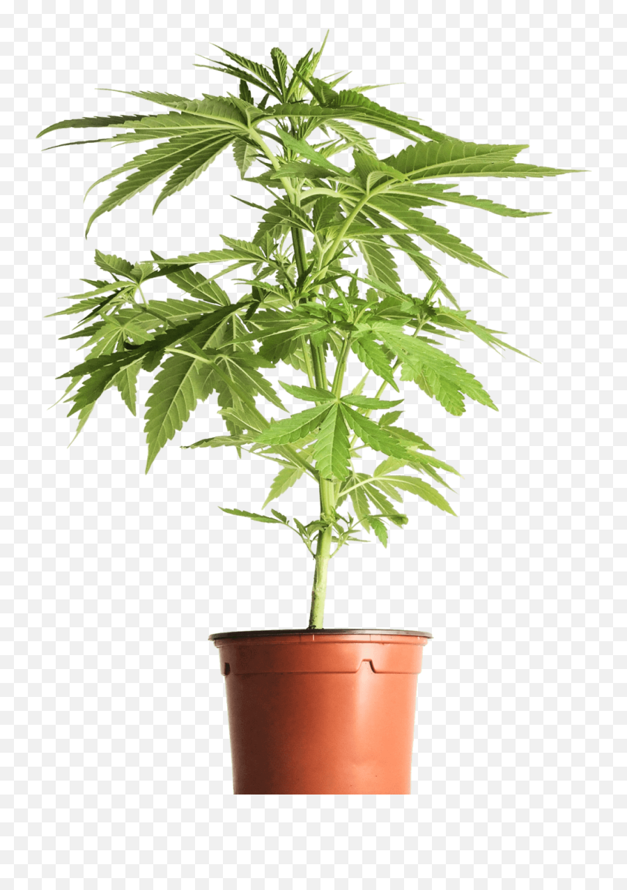 Visit Our Marijuana Dispensary Today - Houseplant Png,Marijuana Plant Png