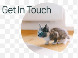 Contact U2013 Highland Animal Hospital - Photo Caption png
