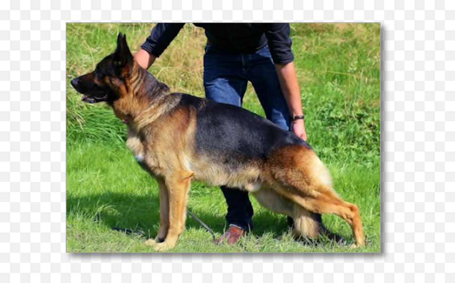 Ice My Site 2290 - Animal Training Png,German Shepherd Icon