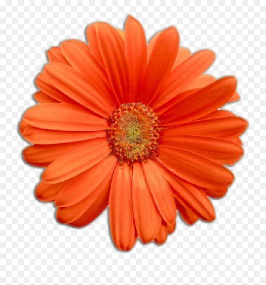 Orange Flower Png - Real Flower Png,Orange Flowers Png
